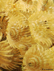 Just dusting away! Beautiful Social Feather Dusters. I en... by Steven Anderson 